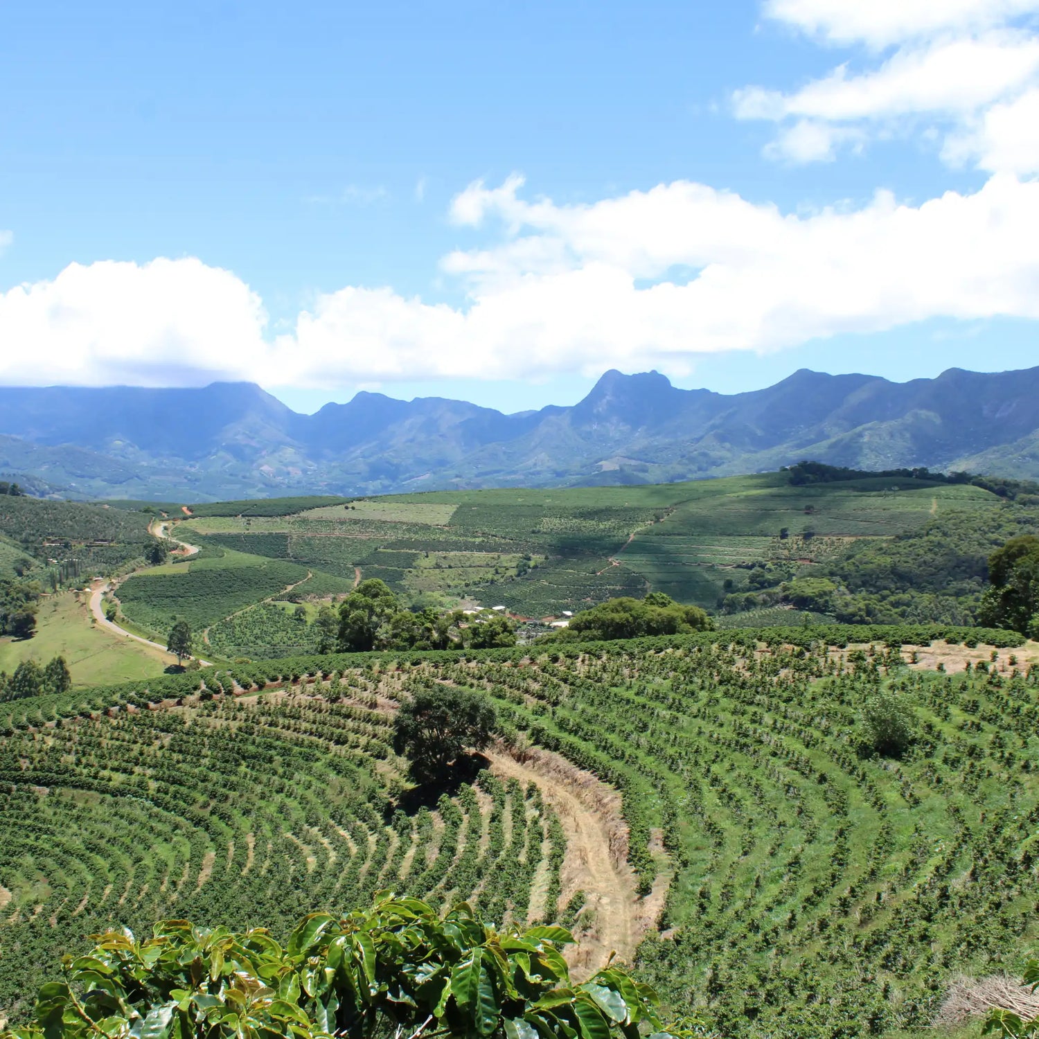 Landscape - Wilby's Coffee Co.